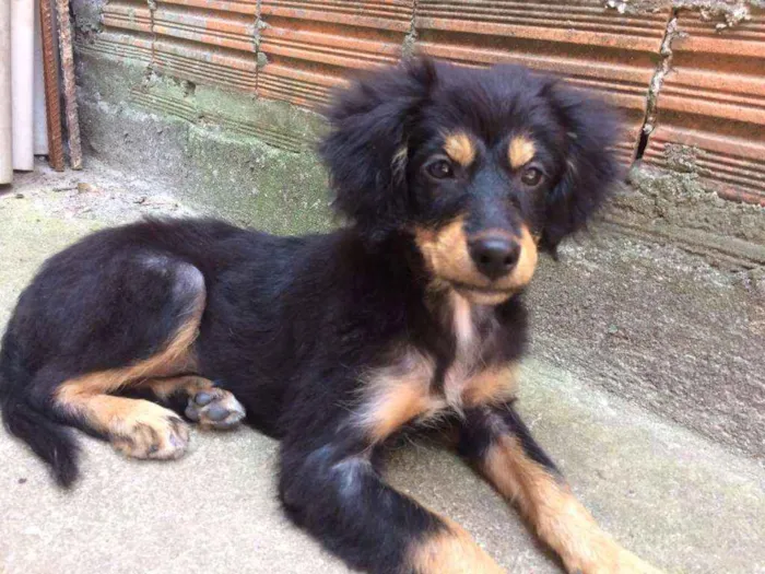 Cachorro ra a Srd idade 2 a 6 meses nome Não tem