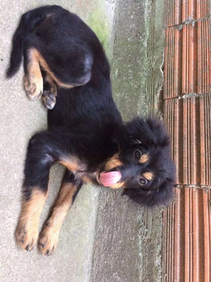 Cachorro ra a Srd idade 2 a 6 meses nome Não tem