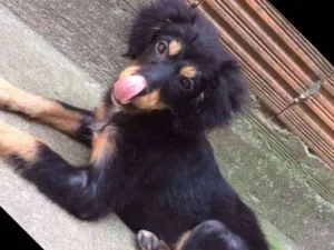 Cachorro raça Srd idade 2 a 6 meses nome Não tem