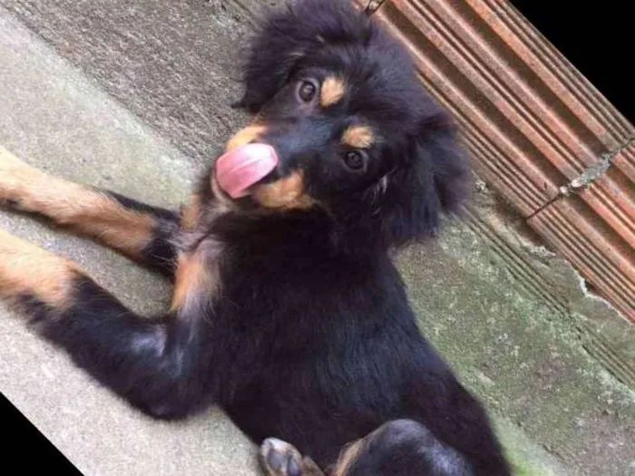 Cachorro ra a Srd idade 2 a 6 meses nome Não tem
