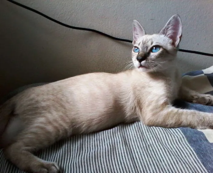 Gato ra a Vira-lata idade 2 a 6 meses nome Nick