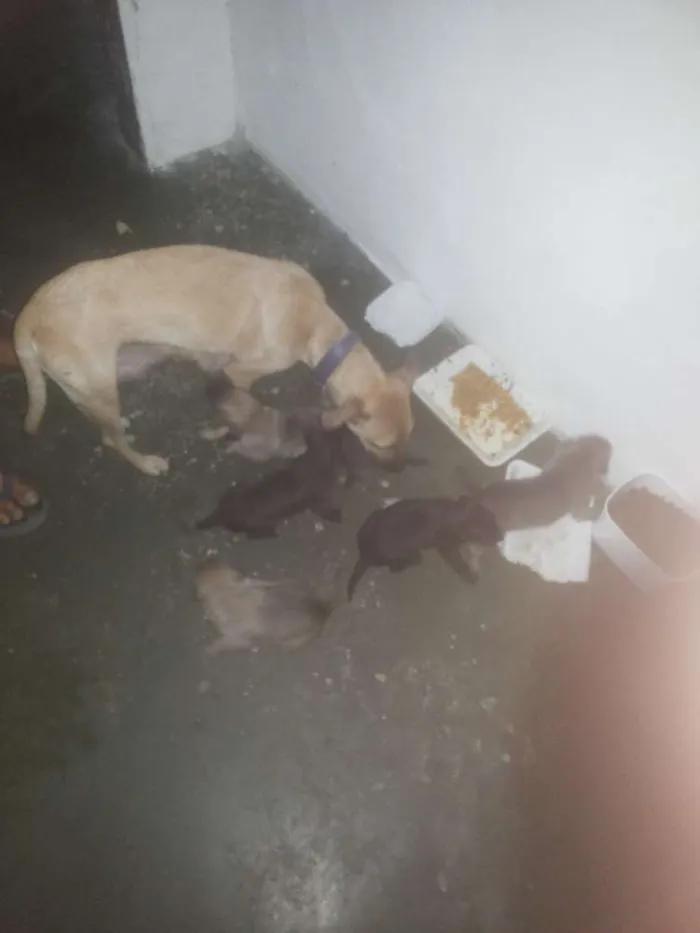 Cachorro ra a Mestiça idade 2 a 6 meses nome Lili e familia