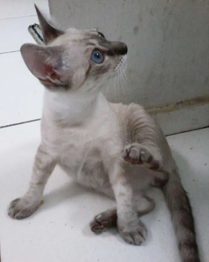 Gato ra a Vira-lata idade 2 a 6 meses nome Nick