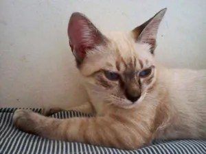 Gato raça Vira-lata idade 2 a 6 meses nome Nick