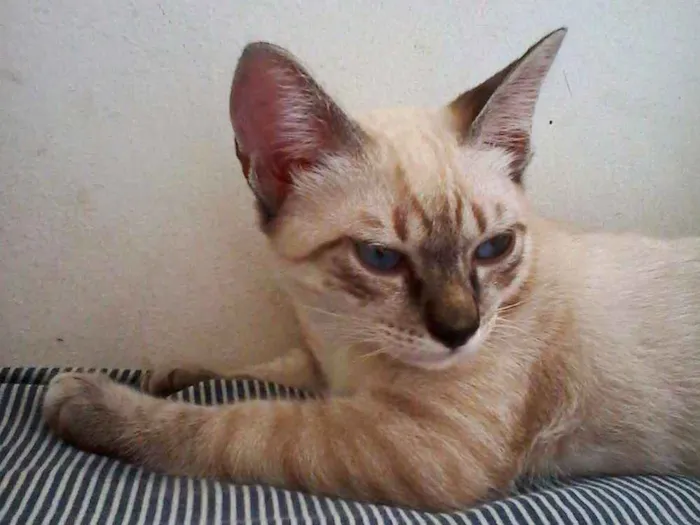 Gato ra a Vira-lata idade 2 a 6 meses nome Nick