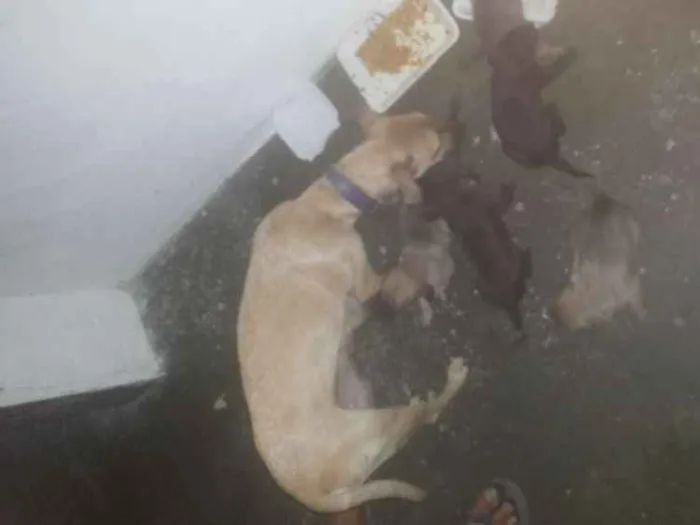 Cachorro ra a Mestiça idade 2 a 6 meses nome Lili e familia