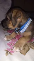 Simba