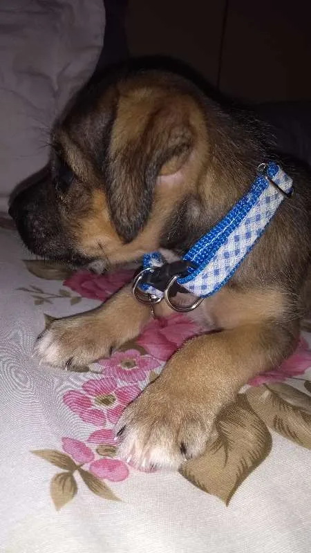 Cachorro raça Vira-lata + poodle idade 2 a 6 meses nome Simba