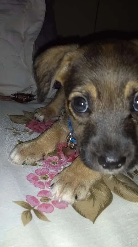 Cachorro raça Vira-lata + poodle idade 2 a 6 meses nome Simba
