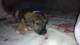 Simba