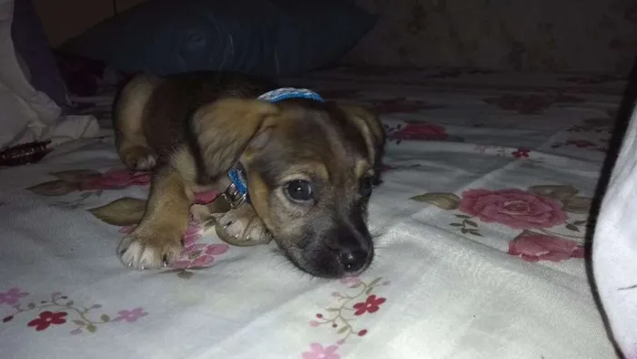 Cachorro raça Vira-lata + poodle idade 2 a 6 meses nome Simba