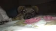 Simba