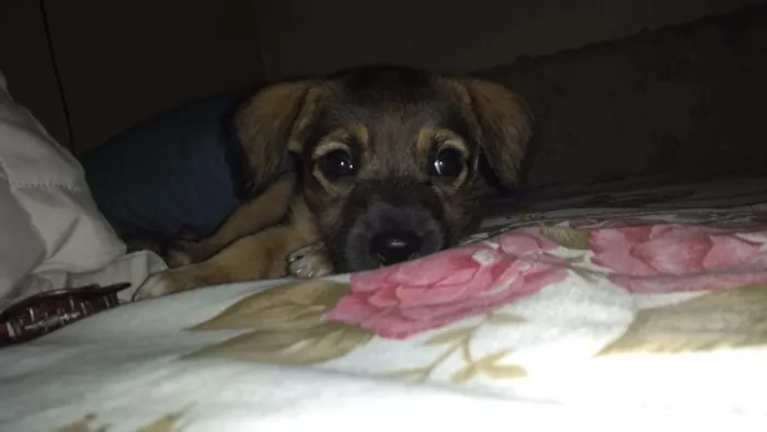 Cachorro raça Vira-lata + poodle idade 2 a 6 meses nome Simba