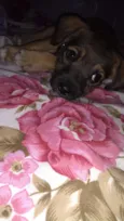 Simba