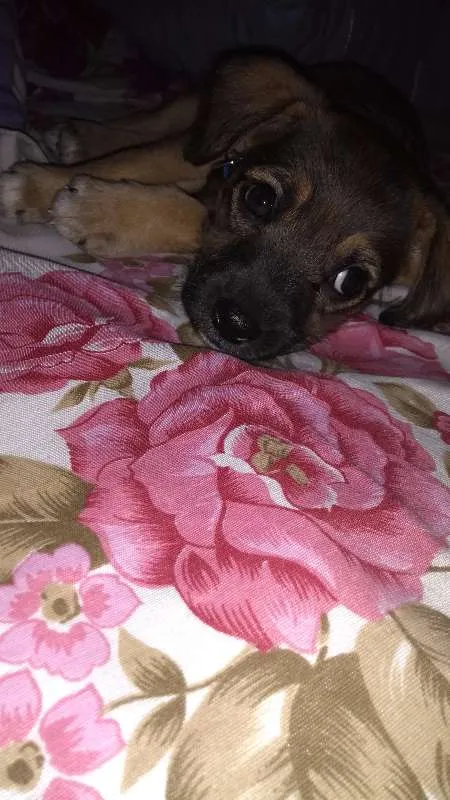 Cachorro raça Vira-lata + poodle idade 2 a 6 meses nome Simba
