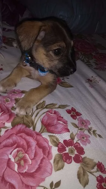 Cachorro raça Vira-lata + poodle idade 2 a 6 meses nome Simba