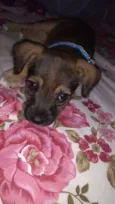 Simba