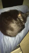 Niki