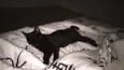 Niki