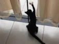 Niki