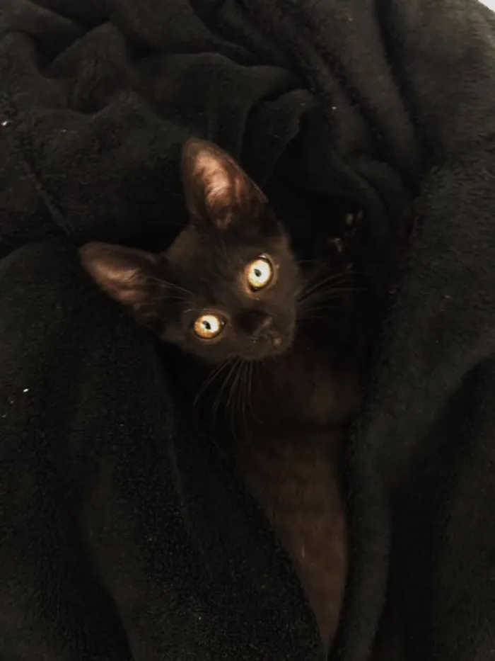 Gato raça Não sei idade 2 a 6 meses nome Banguela 