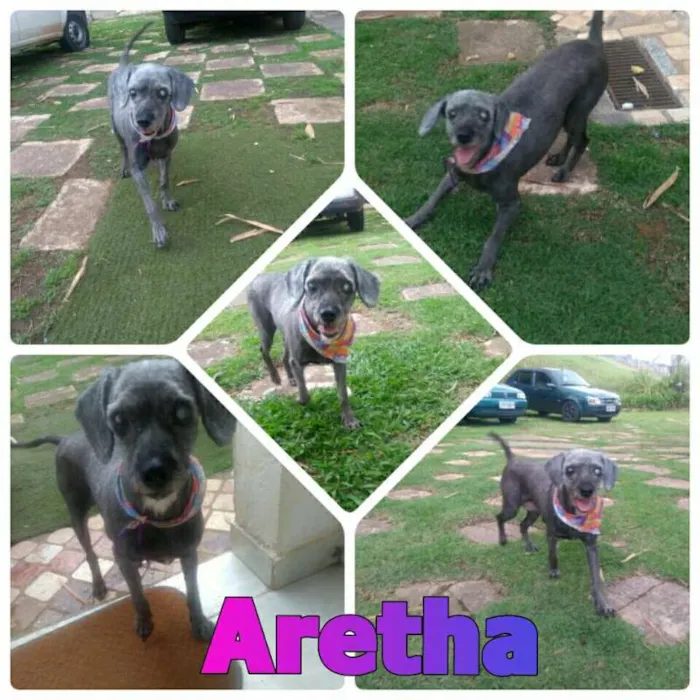 Cachorro ra a POODLE/SRD idade 6 ou mais anos nome ARETHA