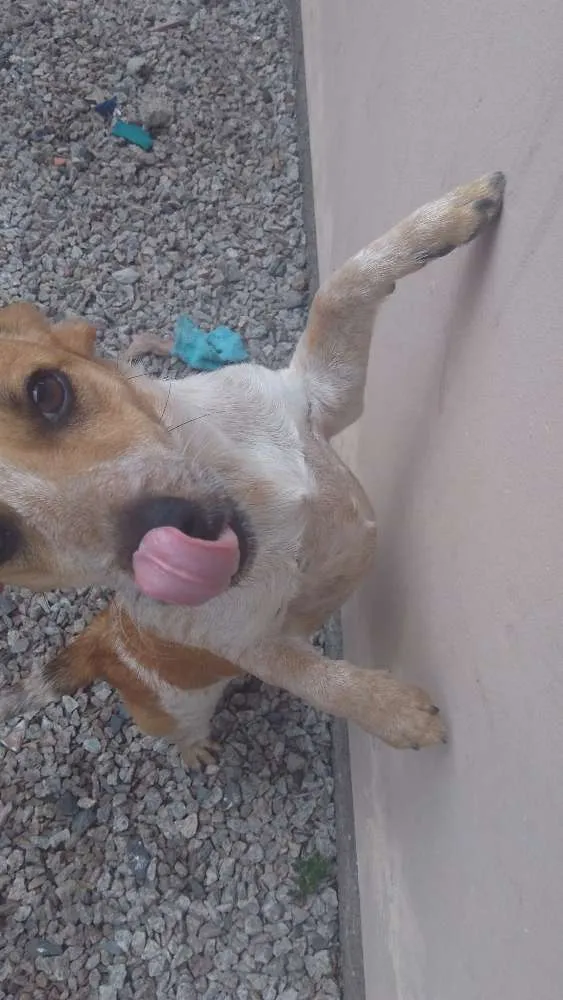 Cachorro ra a Vira lata idade 7 a 11 meses nome Meg