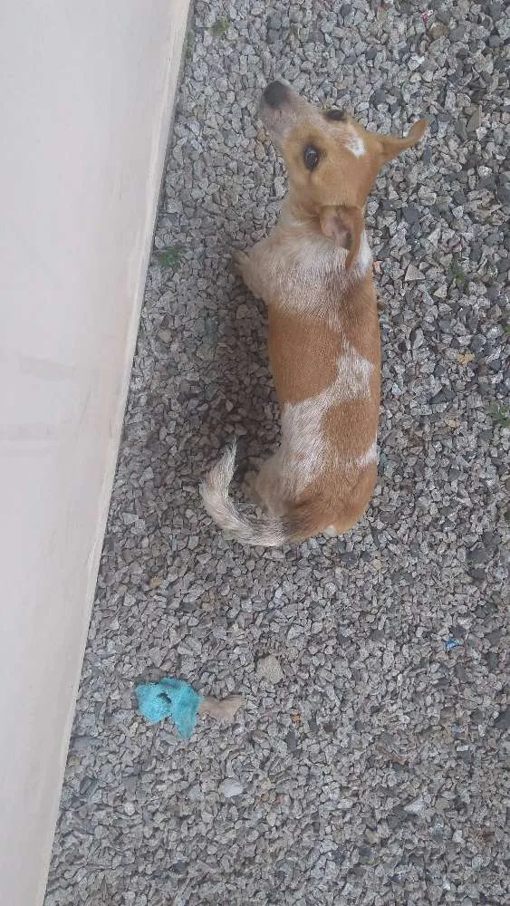 Cachorro ra a Vira lata idade 7 a 11 meses nome Meg