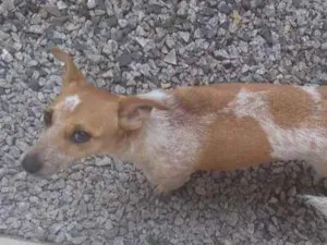 Cachorro raça Vira lata idade 7 a 11 meses nome Meg