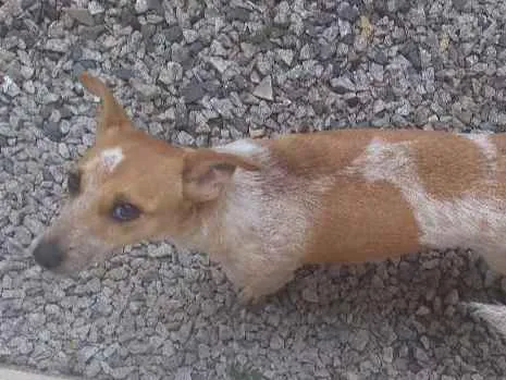 Cachorro ra a Vira lata idade 7 a 11 meses nome Meg