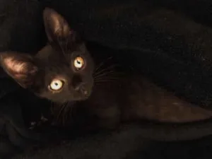 Gato raça Não sei idade 2 a 6 meses nome Banguela 