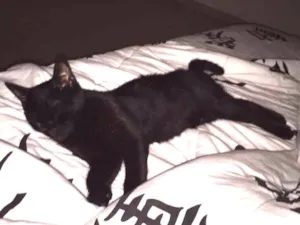 Gato raça Vira lata idade 2 a 6 meses nome Niki