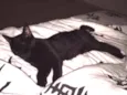 Niki