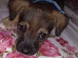 Cachorro raça Vira-lata + poodle idade 2 a 6 meses nome Simba