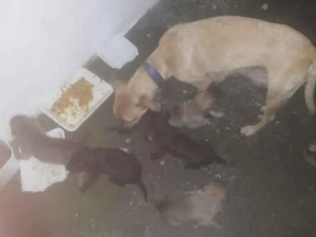 Cachorro ra a Mestiça idade 2 a 6 meses nome Lili e familia