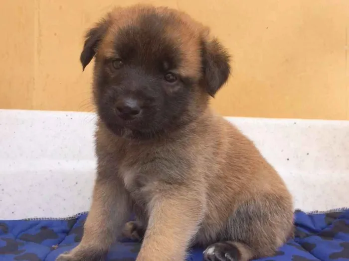 Cachorro ra a sem raça definida  idade Abaixo de 2 meses nome Filhotes