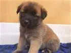 Cachorro raça sem raça definida  idade Abaixo de 2 meses nome Filhotes