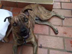 Cachorro raça Rsd/Fila idade 7 a 11 meses nome Tiger (provisório)