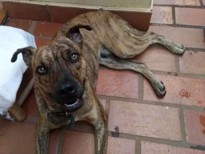 Cachorro raça Rsd/Fila idade 7 a 11 meses nome Tiger (provisório)