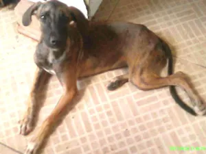 Cachorro raça Vira lata idade 2 a 6 meses nome Nina