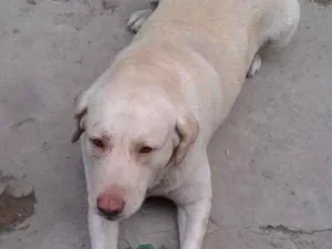 Cachorro raça Labrador idade 6 ou mais anos nome MARLEY