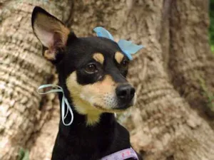 Cachorro raça SRD idade 4 anos nome Lulu