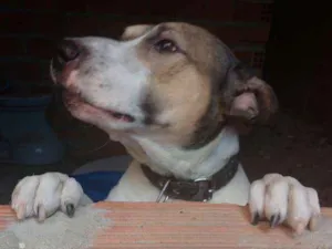 Cachorro raça Pit Bull com Bull terrier idade 4 anos nome Maylon
