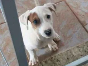 Cachorro raça Viralata idade 2 a 6 meses nome Penélope 