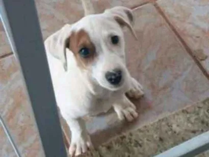 Cachorro raça Viralata idade 2 a 6 meses nome Penélope 