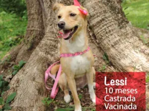 Cachorro raça SRD idade 7 a 11 meses nome Lessi