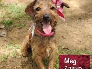 Cachorro raça SRD idade 7 a 11 meses nome Meg