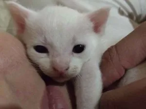 Gato raça Mestiça  idade Abaixo de 2 meses nome Não tem