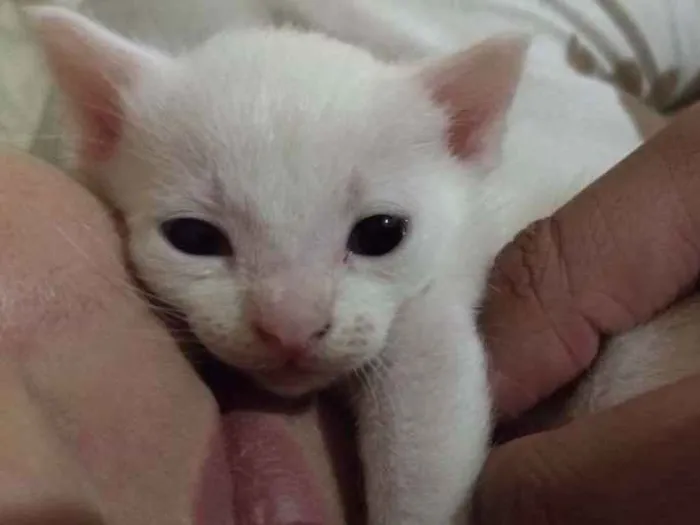 Gato ra a Mestiça  idade Abaixo de 2 meses nome Não tem