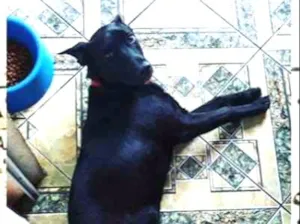 Cachorro raça Vira Lata SRD idade 7 a 11 meses nome Bambam